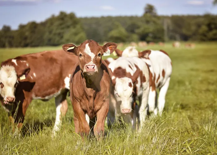 Buschschaenke - Lomnitz